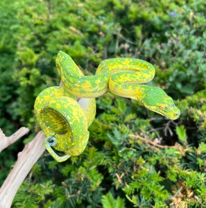 Sub-Adult Biak Green Tree Python (Male)