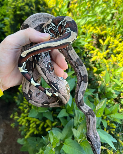Small Striped-Tail Guyana Boa (Female 2)