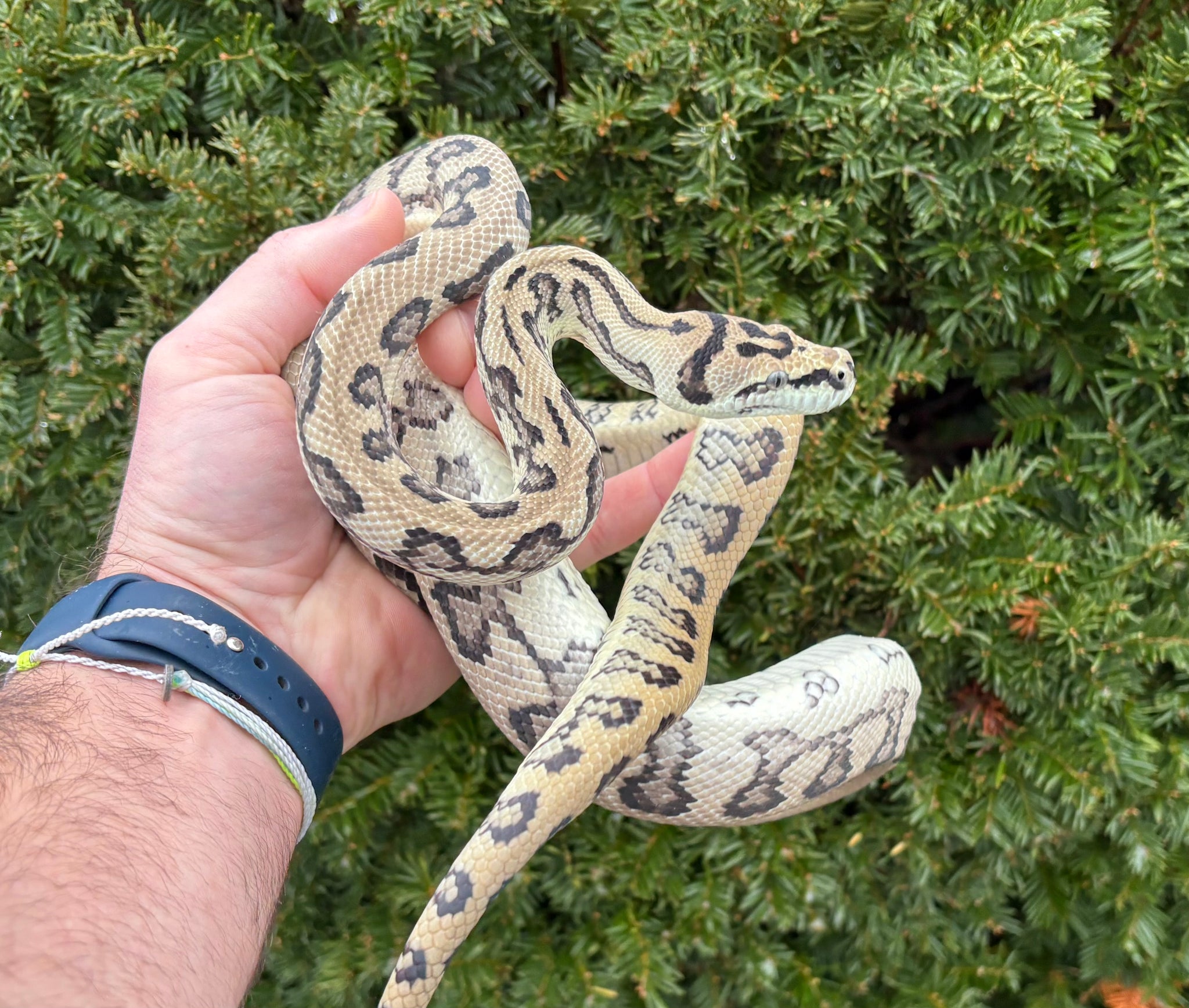 Juvenile Red Jaguar Carpet Python (Female) – Scales and Tails of Ohio