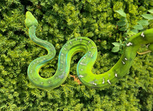 Load image into Gallery viewer, XL Adult Emerald Tree Boa (Male 1)