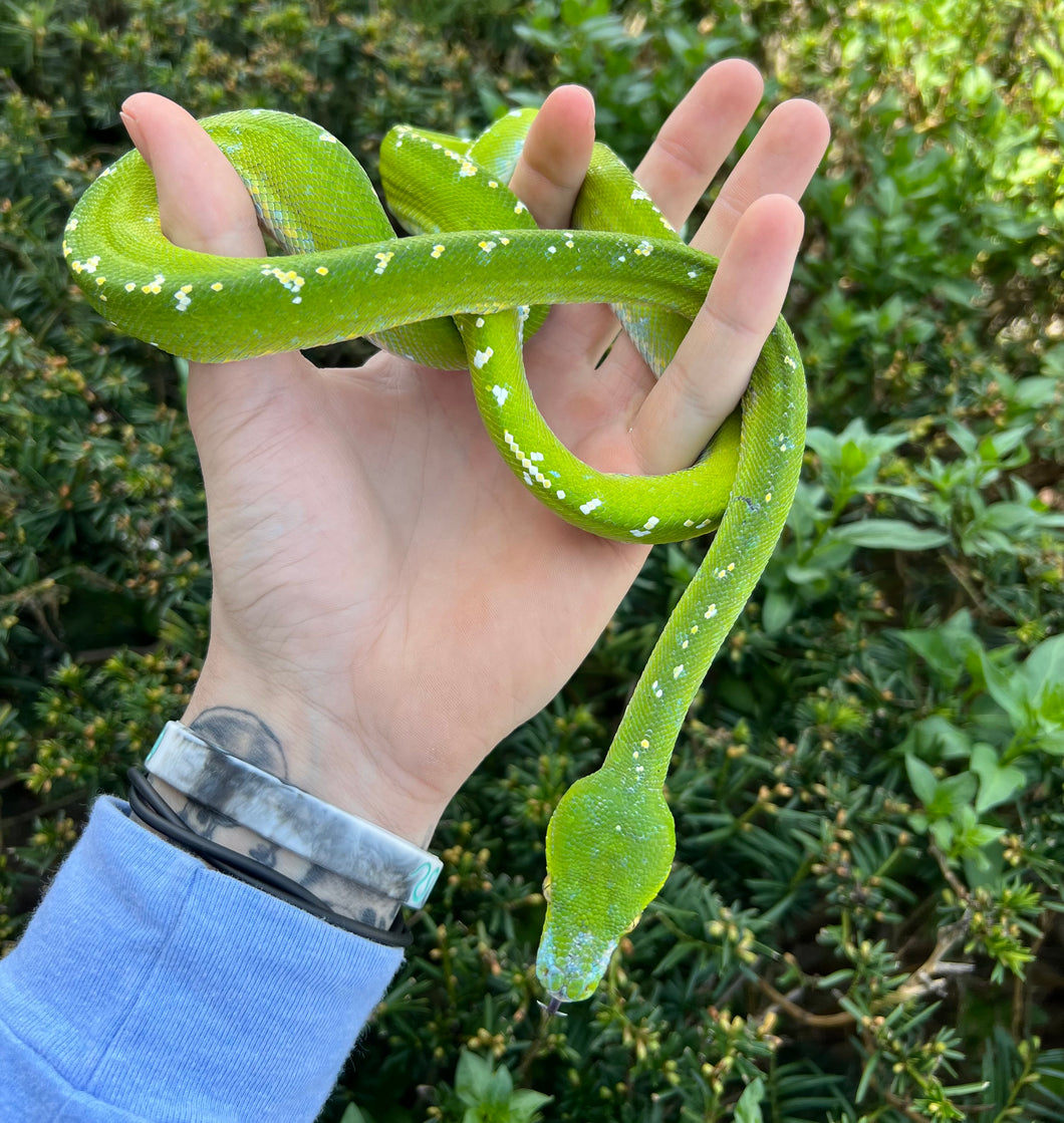 Adult Aru Green Tree Python (Male 1)