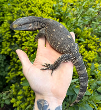 Load image into Gallery viewer, Juvenile Black Throat Monitor (1)