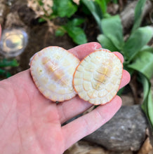 Load image into Gallery viewer, Baby Albino Pink-Bellied Sideneck Turtle