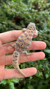 Baby Ornate Uromastyx (1)
