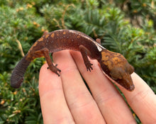 Load image into Gallery viewer, Adult Cat Eyed Gecko (Female 1)