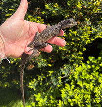 Load image into Gallery viewer, Small Sailfin Dragon (6)