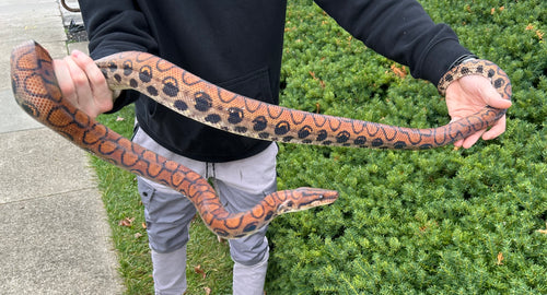 Adult Brazilian Rainbow Boa (Female 2)