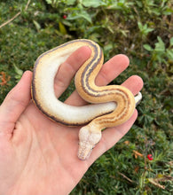 Load image into Gallery viewer, Baby Ivory Blood Python (Female 2)