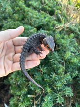 Load image into Gallery viewer, Adult Red-Eyed Crocodile Skink (Female)