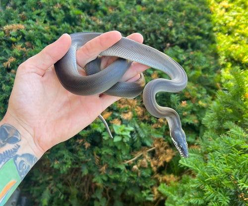 Juvenile Southern Black White-Lipped Python (Male)