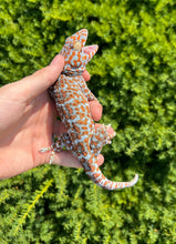 Load image into Gallery viewer, 1.1 Adult Tokay Gecko (Pair 1)