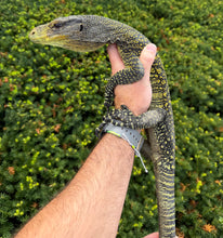 Load image into Gallery viewer, Sub-Adult Crocodile Monitor