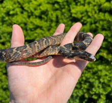 Load image into Gallery viewer, Sub-Adult Banded Water Snake (Female 1)