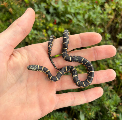 Baby Florida Kingsnake
