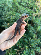 Load image into Gallery viewer, Adult Red-Eyed Crocodile Skink (Female)