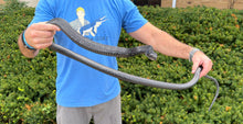 Load image into Gallery viewer, Adult Greater Keeled Ratsnake