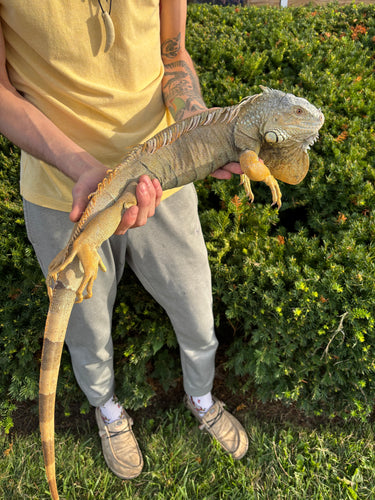 Adult Green Iguana (Male)