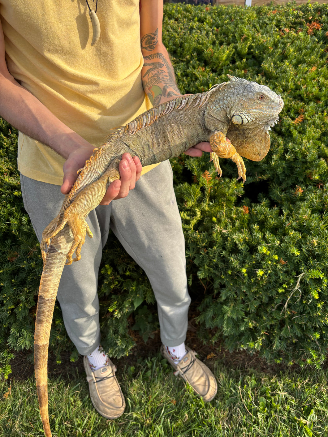 Adult Green Iguana (Male)