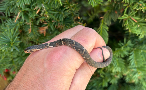 Baby Broad-Banded Water Snake