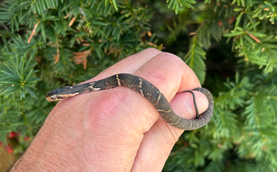 Baby Broad-Banded Water Snake