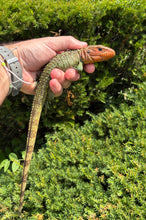 Load image into Gallery viewer, Small Caiman Lizard (1)