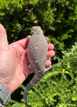 Load image into Gallery viewer, Juvenile Black Throat Monitor (4)