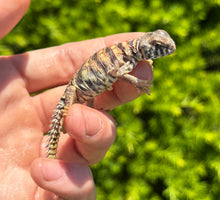 Load image into Gallery viewer, Baby Ornate Uromastyx (2)
