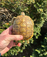 Load image into Gallery viewer, Adult ‘High-Yellow’ Hermann’s Tortoise (Male)