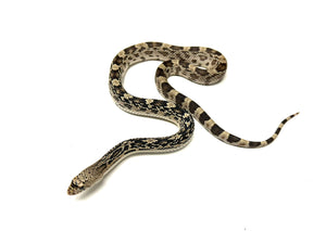 Baby Northern Pine Snake (Female 2)