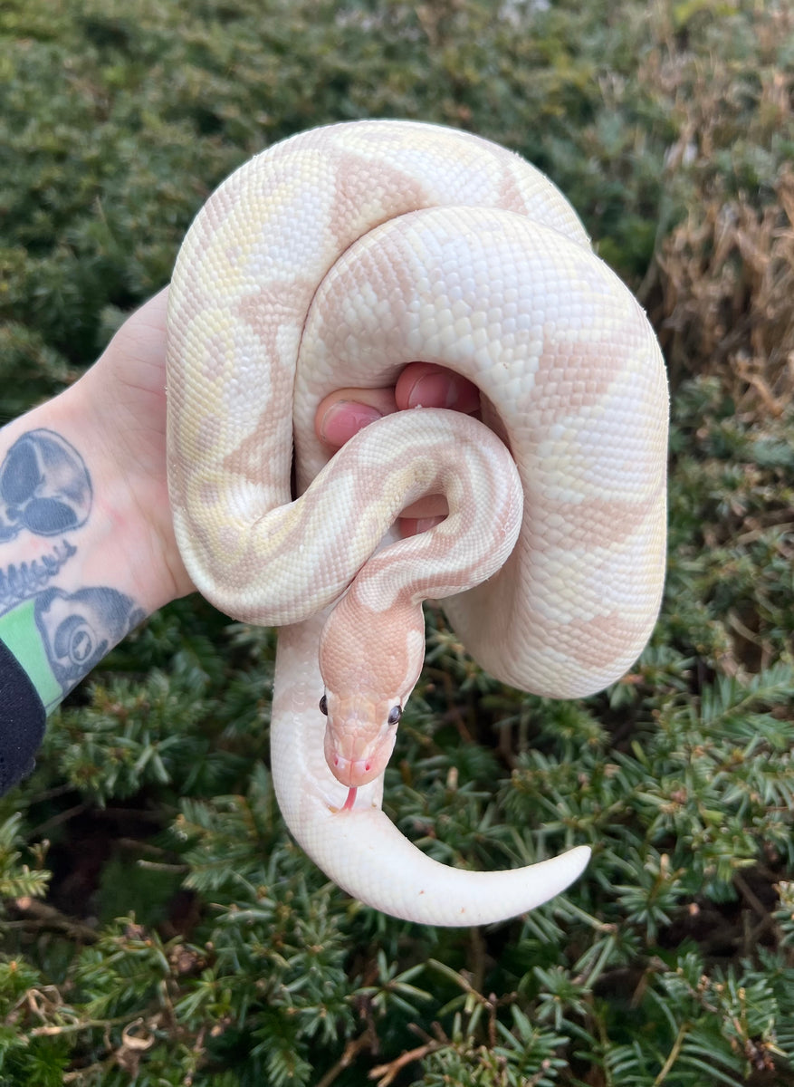 Adult Banana Pastel Ball Python (Male) – Scales and Tails of Ohio