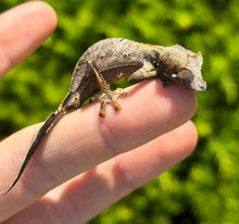 Load image into Gallery viewer, Satanic Leaf-Tailed Gecko (Male 1)