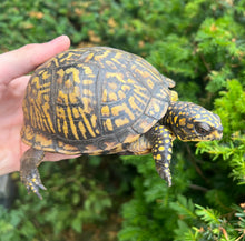 Load image into Gallery viewer, Adult Eastern Box Turtle (Female 2)
