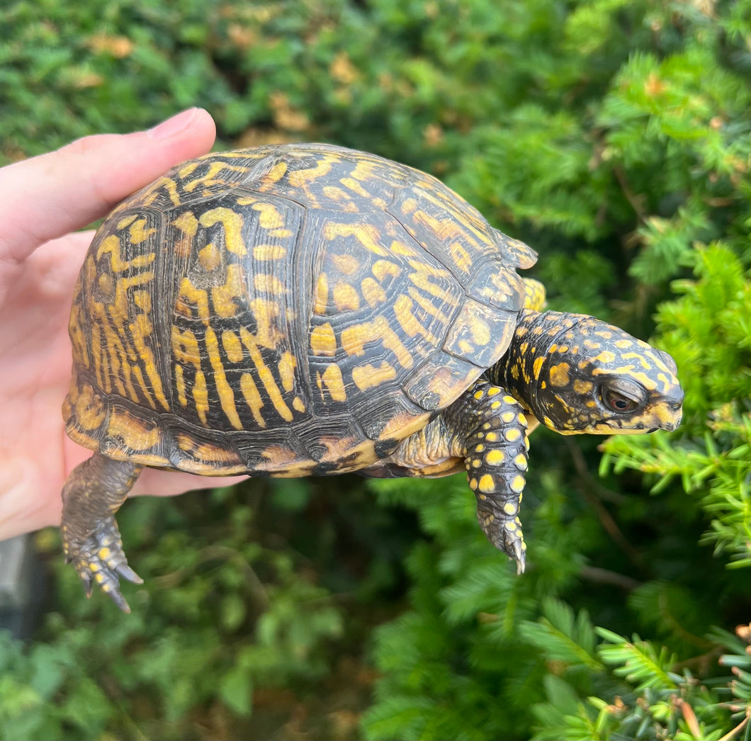Adult Eastern Box Turtle (Female 2)