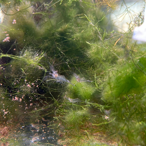 Ghost Shrimp (In-store only)