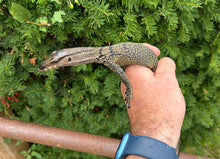 Load image into Gallery viewer, Small Black Roughneck Monitor (4)