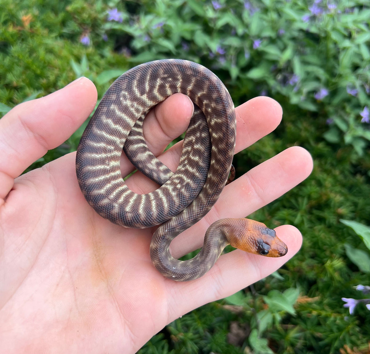 Baby Woma Python (Male 2) – Scales and Tails of Ohio