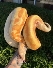Load image into Gallery viewer, Adult T- Albino Blood Python (Female)