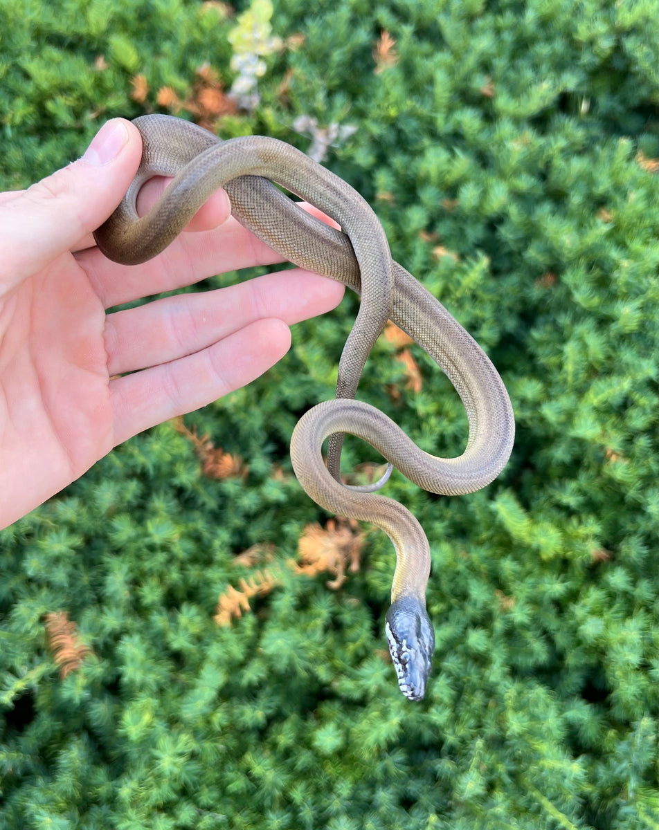 Baby Northern White-Lipped Python (Female) – Scales and Tails of Ohio