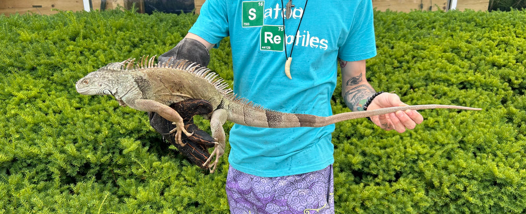 Sub-Adult Green Iguana