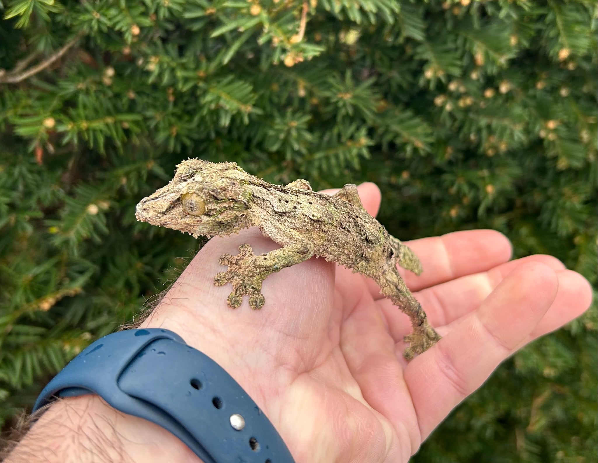 Geckos – Page 2 – Scales and Tails of Ohio