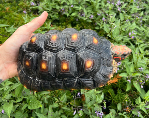 Sub-Adult Red Foot Tortoise (Female)