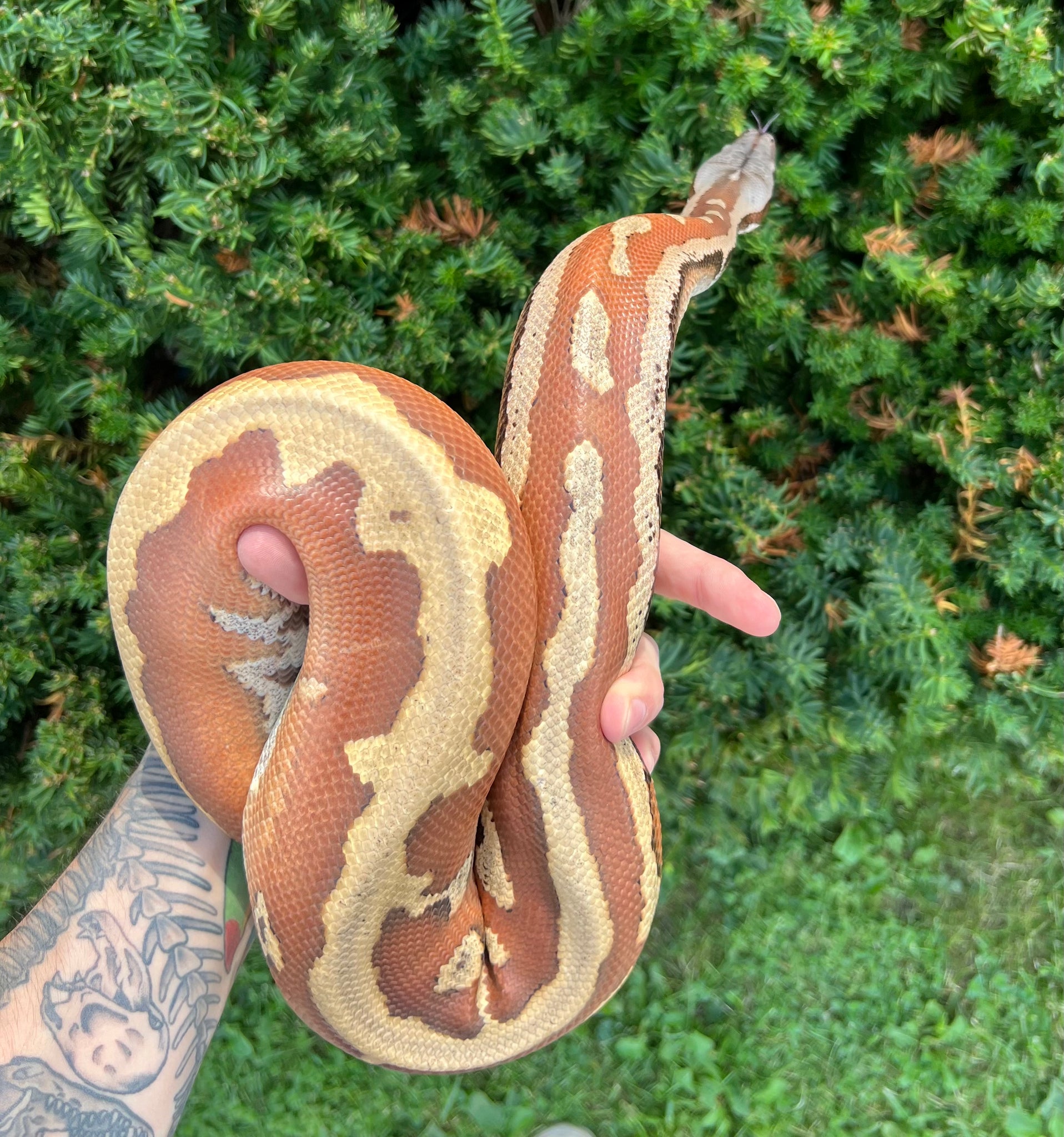 Adult Striped Blood Python (Male) – Scales and Tails of Ohio