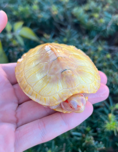 3”-4” Albino Red-Eared Slider