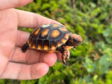 Load image into Gallery viewer, Baby Brazilian Cherry-Head Red Foot Tortoise (1)