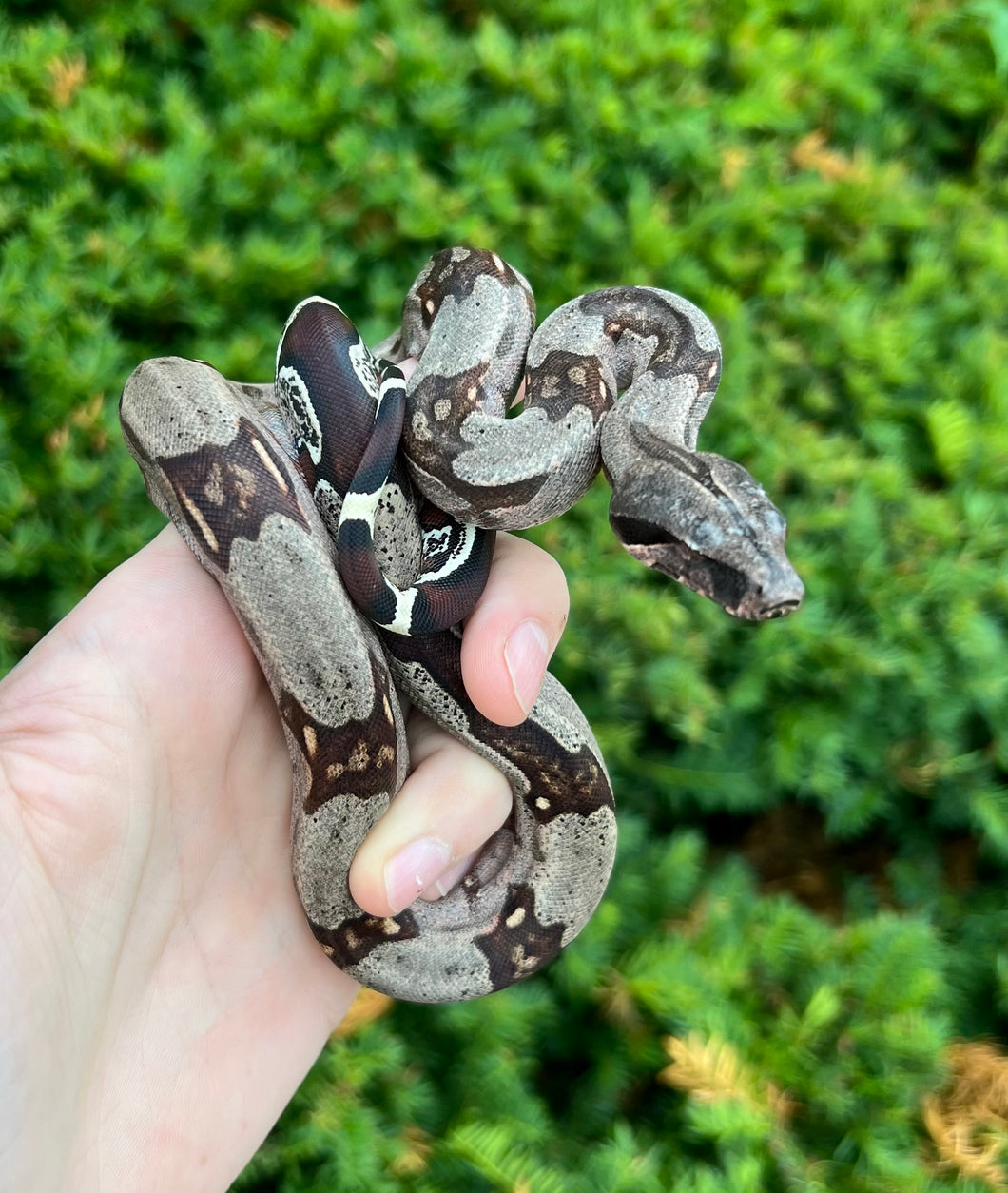 Baby Guyana Boa (Female 3)