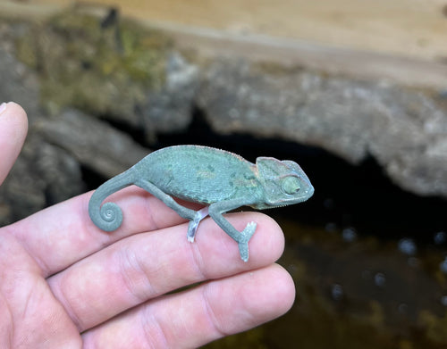 Juvenile Veiled Chameleon