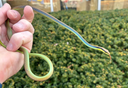 Adult Elegant Bronzeback Snake