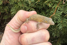 Load image into Gallery viewer, 1.1 Adult Chameleon Geckos
