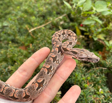 Load image into Gallery viewer, Baby Dumeril’s Boa (Male 2)