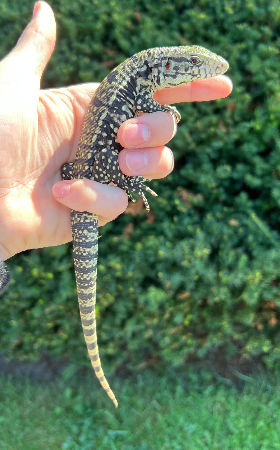 Baby Argentine Black and White Tegu